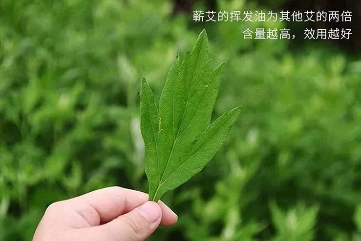 磁疗热敷贴怎么用湿寒入骨？关节疼痛不用怕，有了可控温护膝宝，在家就能做艾灸！_https://www.jmylbn.com_新闻资讯_第13张