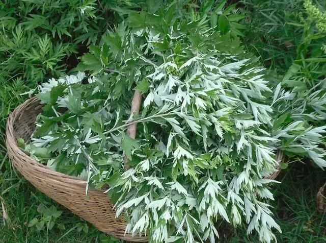 磁疗热敷贴怎么用湿寒入骨？关节疼痛不用怕，有了可控温护膝宝，在家就能做艾灸！_https://www.jmylbn.com_新闻资讯_第11张