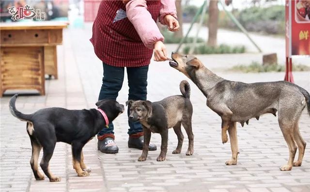 变卖房地产、拿出毕生积蓄，甚至众叛亲离，她们为何这么拼？