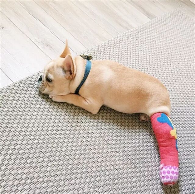 不过以后带狗子出门还是小心一点,尤其是陌生环境,要真是不小心受伤了