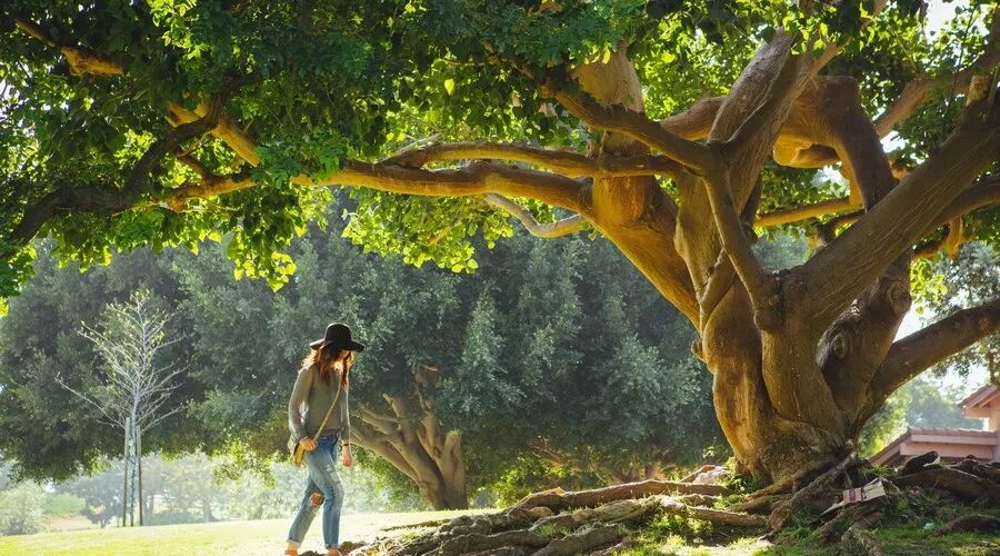 春游踏青，可不要忘记这7件事！抗过敏药物要携带