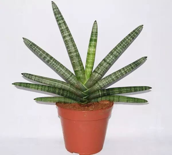 虎尾兰竟然有这么多品种 看看你养的是哪个品种 零起步养花 微信公众号文章阅读 Wemp