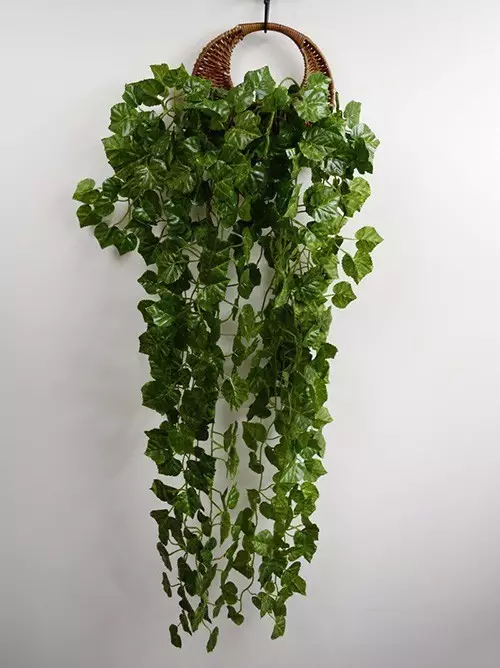新房必備,吸毒植物 ! 新房必備,吸毒植物 !