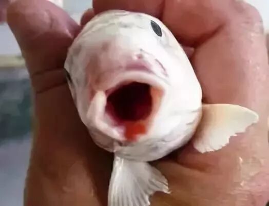 熱帯魚用薬剤 アロワナ アカエイ寄生虫や悪性細菌を活動限界に Ocean Free 0 Anchor Worm Fish Lice 125ml 淡水魚用 白点虫 アロワナ Www Gendarmerie Sn