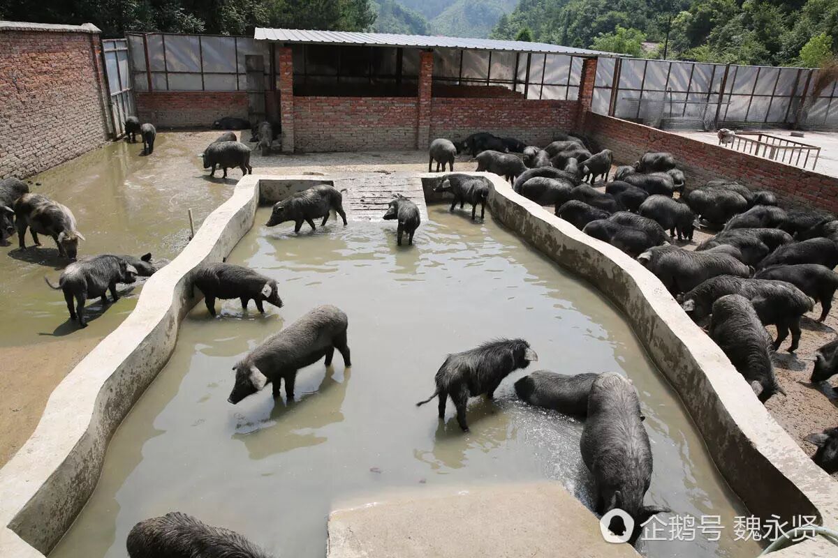 祁小华60多岁的父母一天24小时都在藏香猪繁育基地,母猪生产老两口一