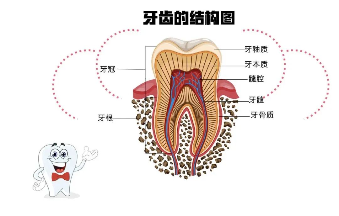 曲面断层片怎么看科普知识：你会看牙片嘛？今天手把手教你看！_https://www.jmylbn.com_新闻资讯_第6张