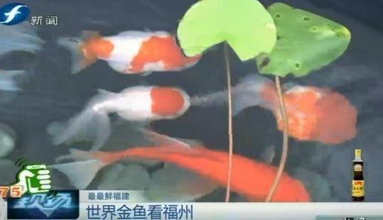 小金魚成就大事業 全世界最名貴金魚近70 產自福州 來看看這麼厲害的金魚是怎麼養出來的 福建新聞頻道 微文庫