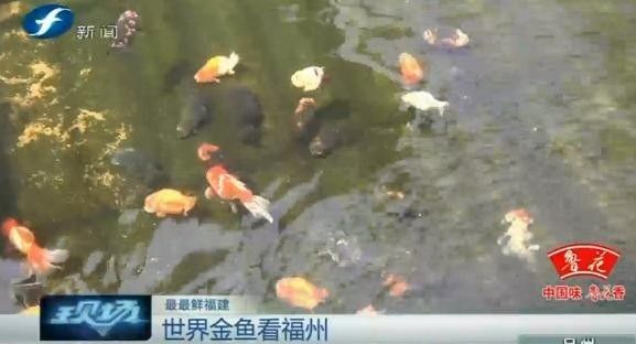 小金魚成就大事業 全世界最名貴金魚近70 產自福州 來看看這麼厲害的金魚是怎麼養出來的 福建新聞頻道 微文庫