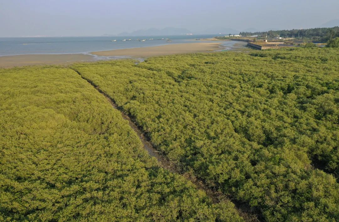 在陽西縣溪頭鎮北寮村,數百畝的紅樹林在陸地與海洋之間繪就一條生機