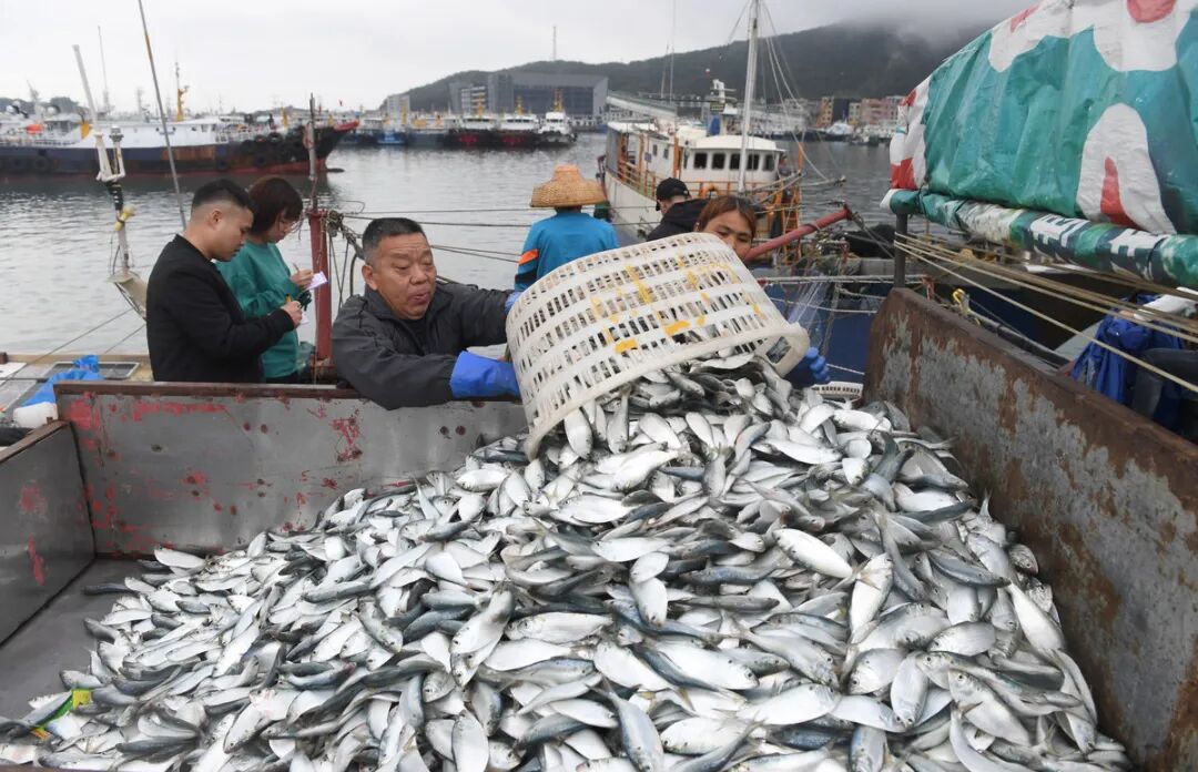 阳江人热气腾腾的小日子春节前的闸坡中心渔港码头