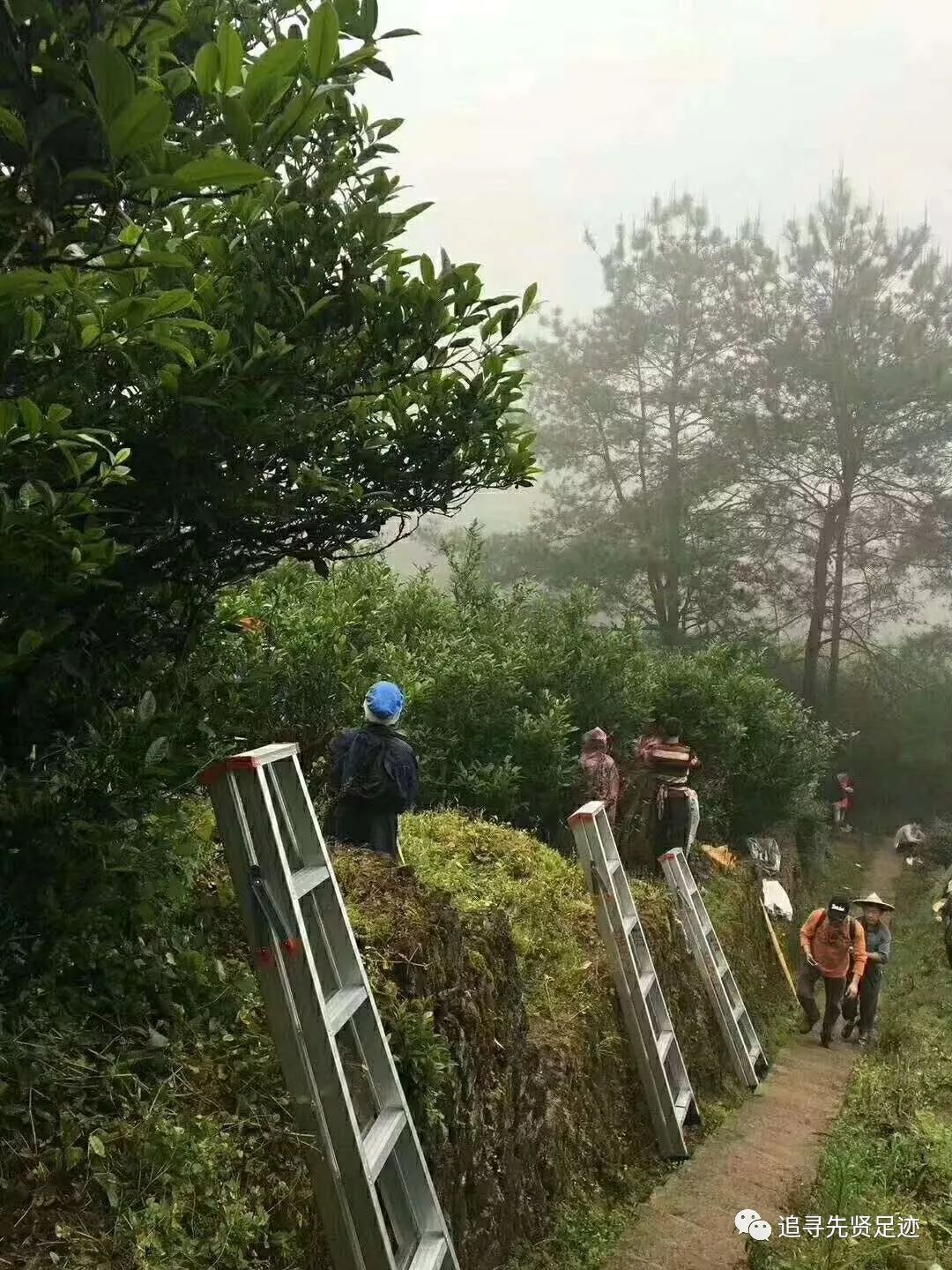 武夷岩茶水仙的五大功效