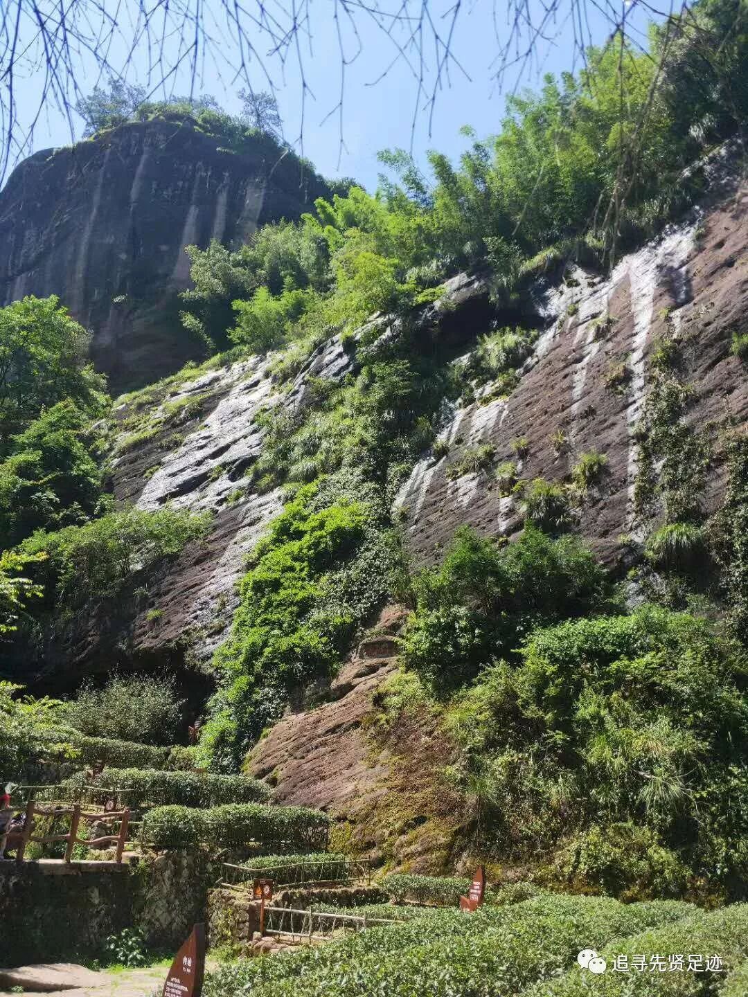 央视中国古树——武夷山大红袍 - chrome插件网