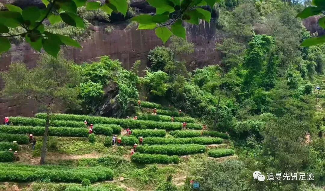 看完岩茶十问十答，基本了解武夷岩茶！