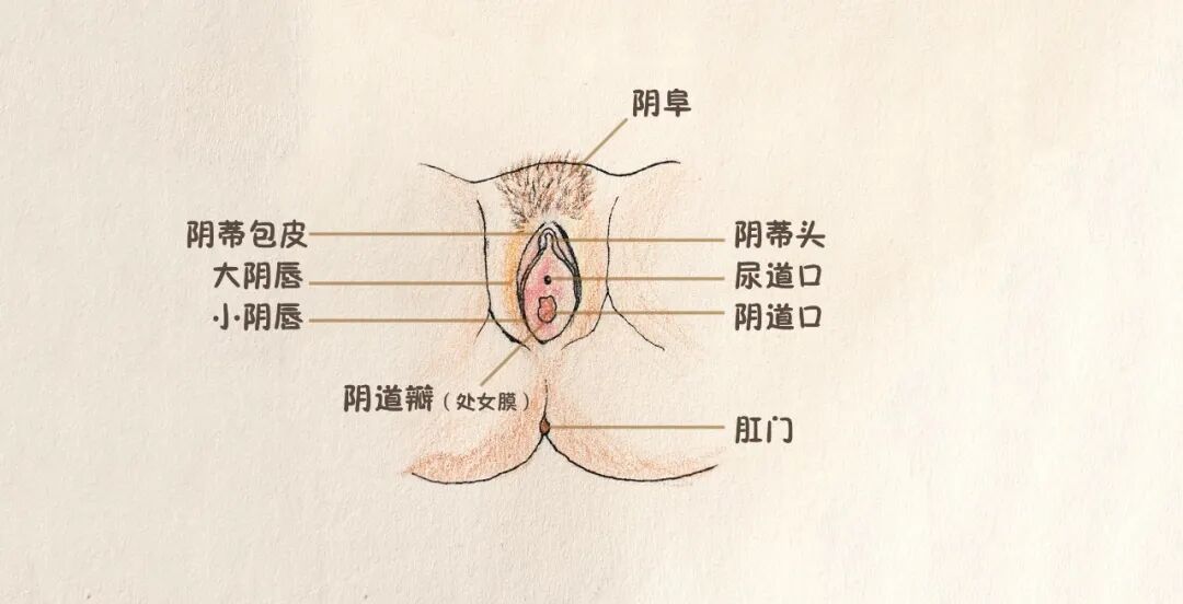 lct怎么检查#学习分享233#宫颈癌筛查：宫颈TCT报告结果如何解读？_https://www.jmylbn.com_新闻资讯_第23张