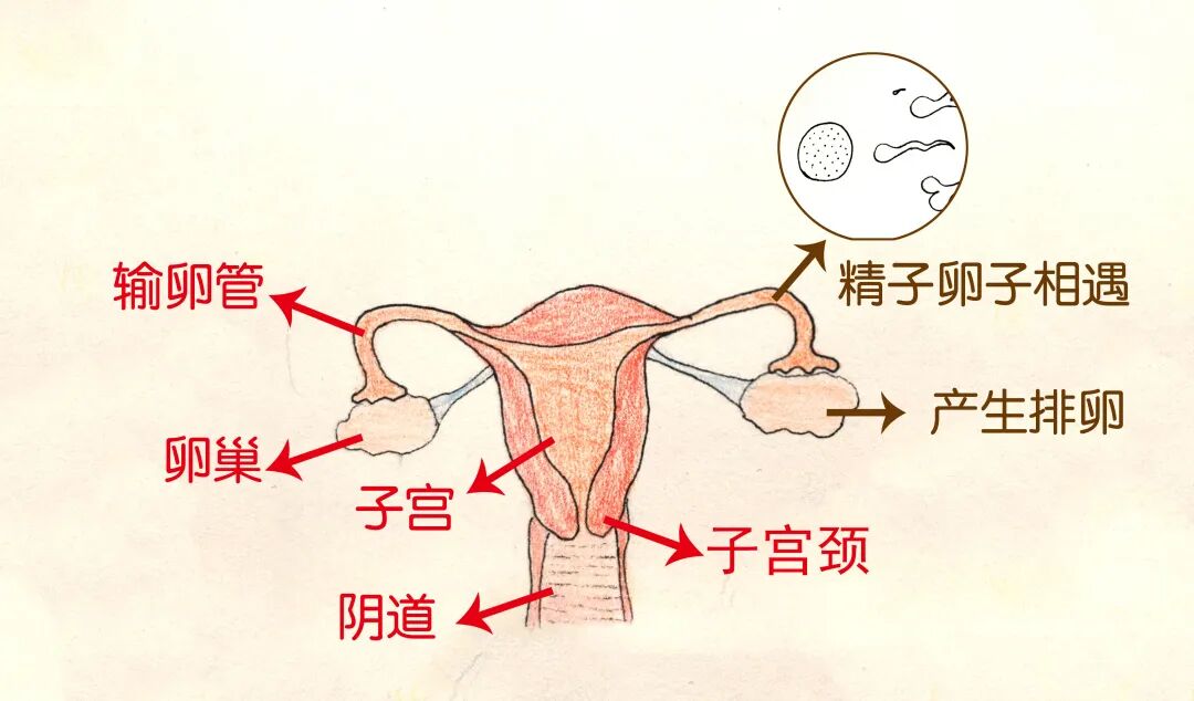 lct怎么检查#学习分享233#宫颈癌筛查：宫颈TCT报告结果如何解读？_https://www.jmylbn.com_新闻资讯_第3张