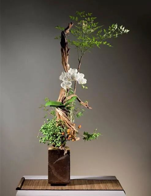 瓶花谱 折枝 插贮 滋养 大榕树生活美学馆 微信公众号文章阅读 Wemp