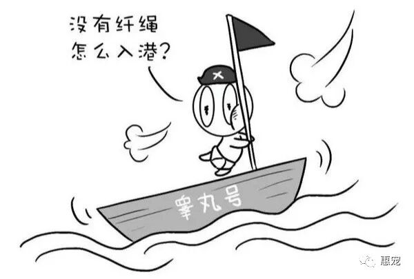 狗8个月大了却只能摸到1个蛋蛋 啥情况 病症 维宠宠物导航网