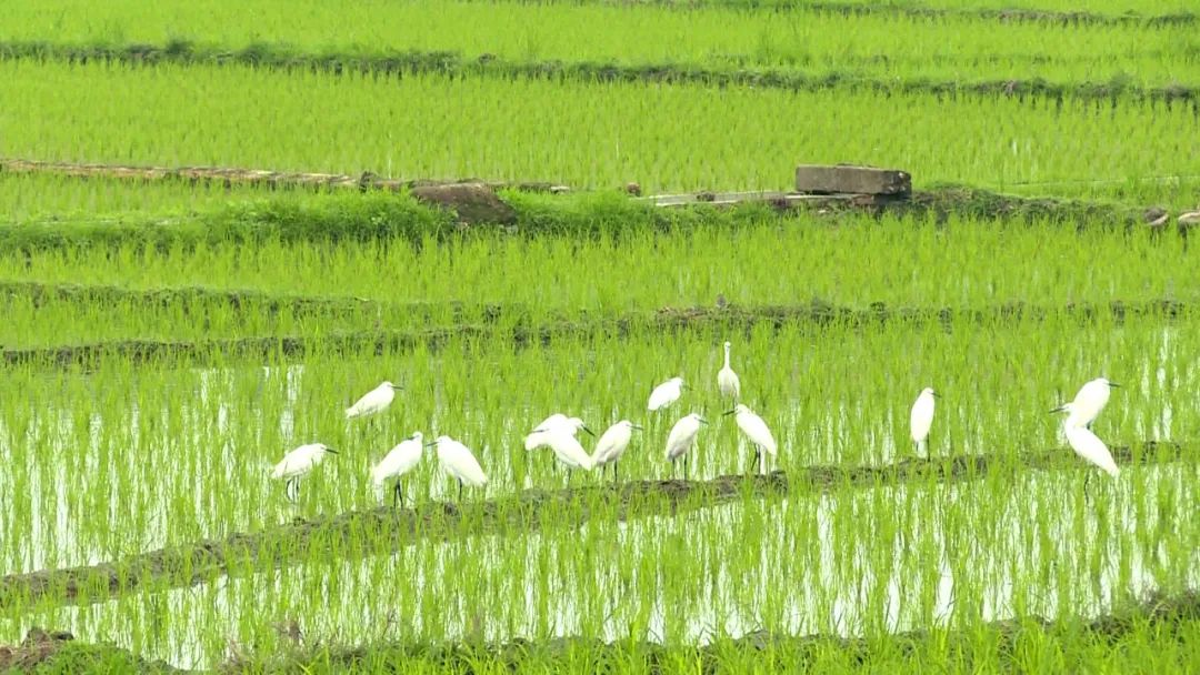 白鹭在稻田里的图片图片