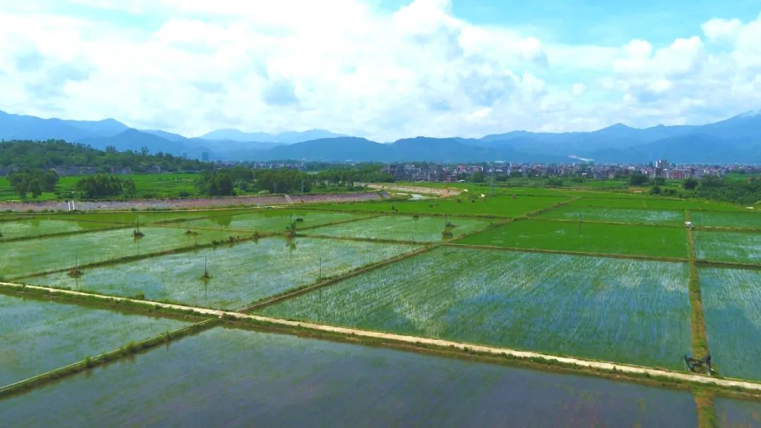 罗定秋日稻田美如画漠漠水田飞白鹭