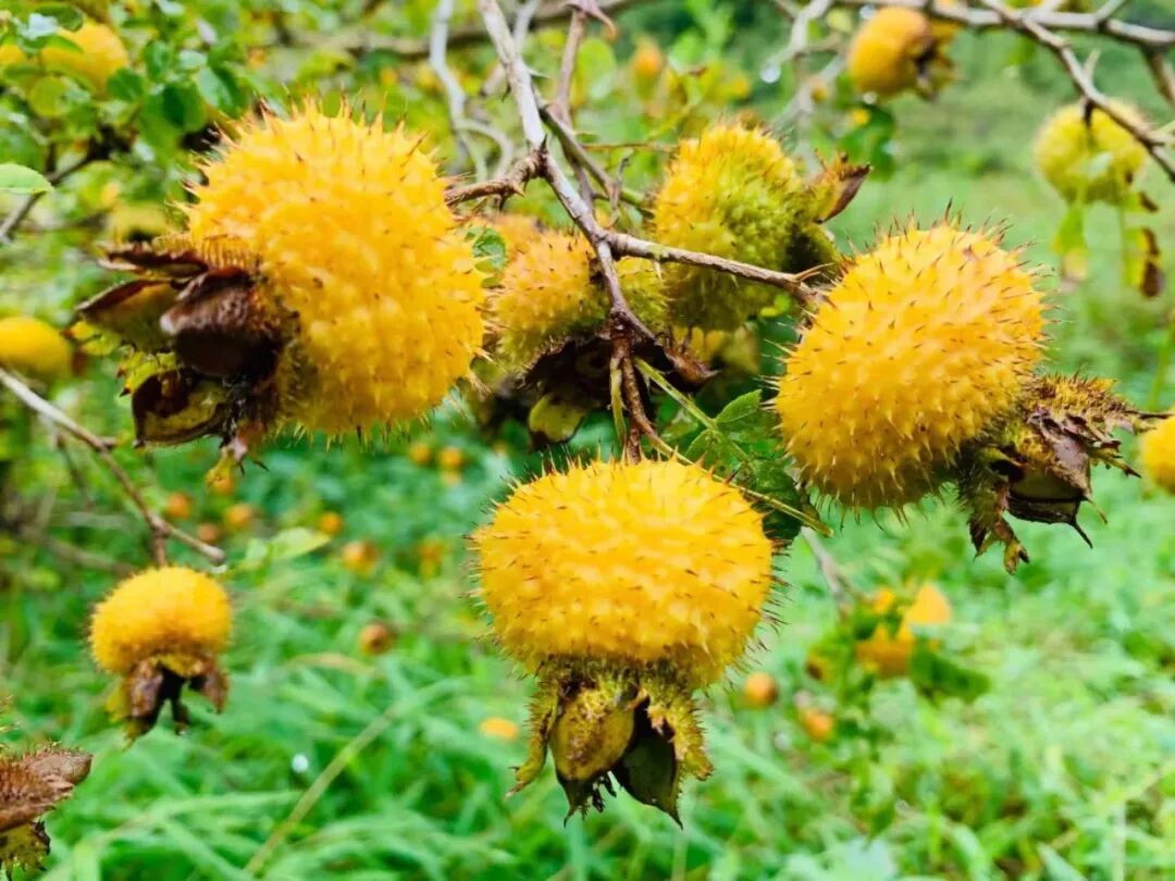 "凉都三宝"之叔宝:刺梨