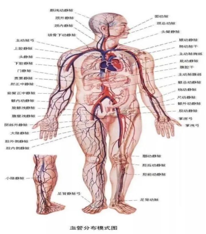为什么要用动脉留置针【科普】右手优先？为什么CT增强留置针有这样说法？_https://www.jmylbn.com_新闻资讯_第8张