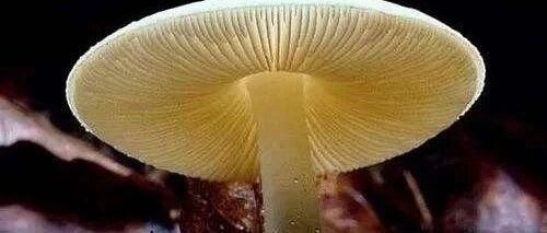 远离“蘑”鬼，且食且珍惜