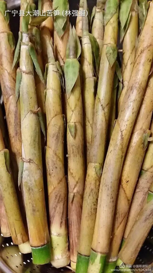 广宁横山大潮苦笋果然来头不简单啊