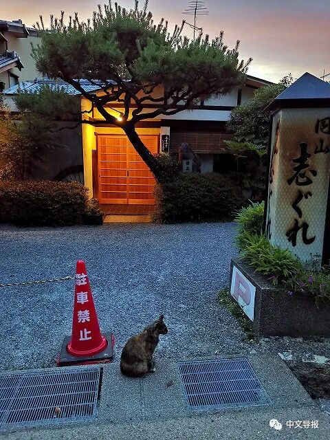 杜海玲 疫情下的京都是安静的京都 中文导报 微信公众号文章阅读 Wemp