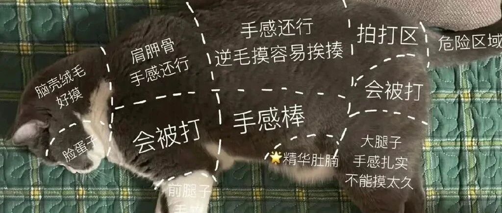 “撸猫还有大讲究！？” 猫咪手感示意图，该rua哪里知道了吧！