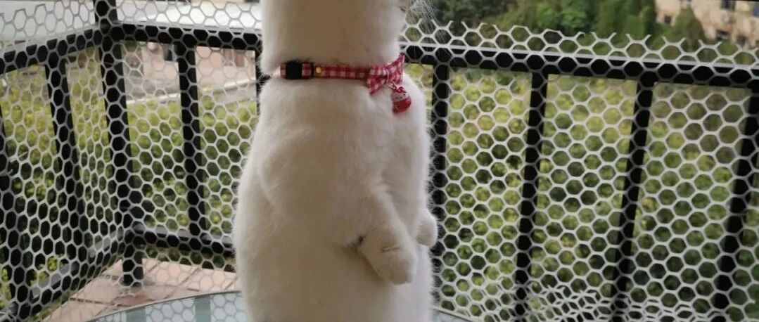 俗语：“好男不养猫，好女不养狗”，啥意思?