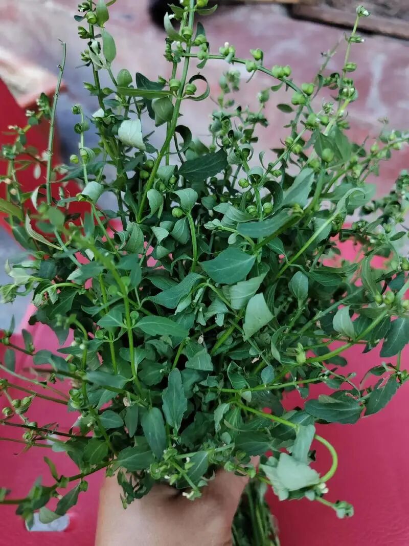 古医籍《千金翼方》的抗肿瘤药物:白花蛇舌草的功效