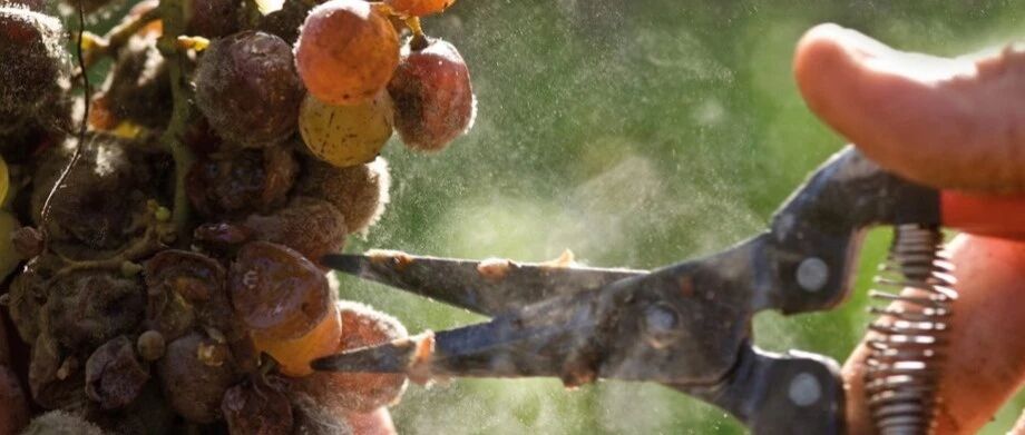 波尔多2021年份期酒初尝：风土“见真章”的年份 | Decanter