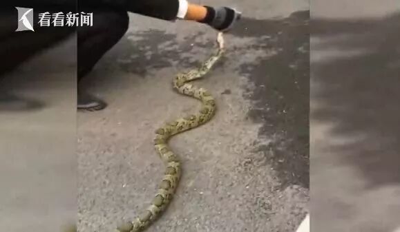 吓人！12层高楼上1.5米长蛇昂着头不停敲窗户