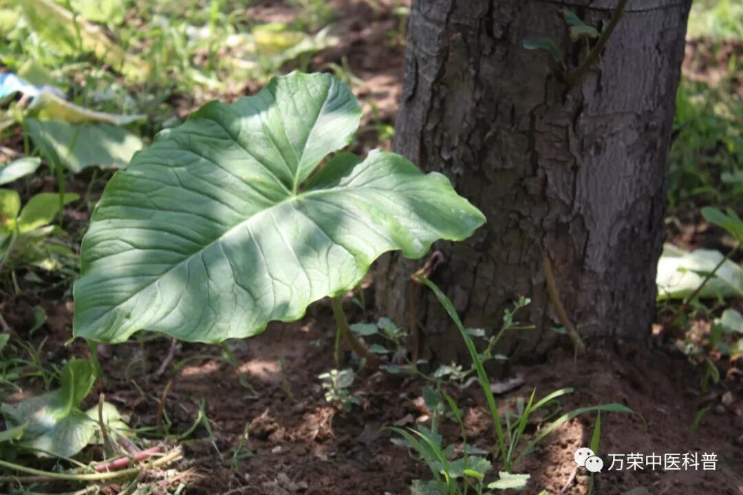 白附子（独角莲）