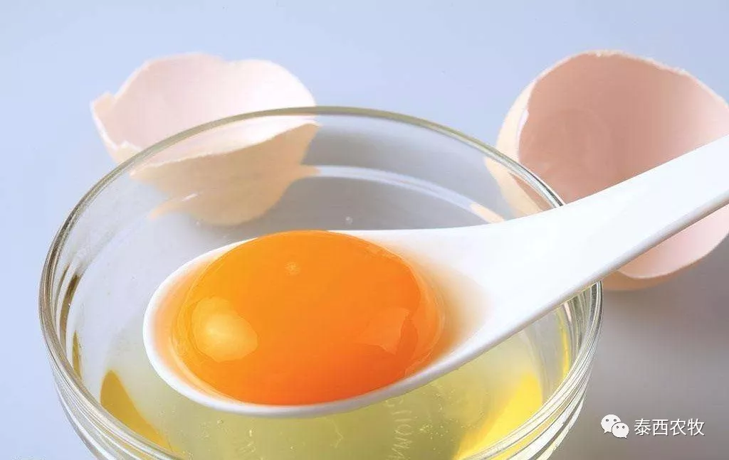 泰西农牧蛋白油脂辣椒油粉