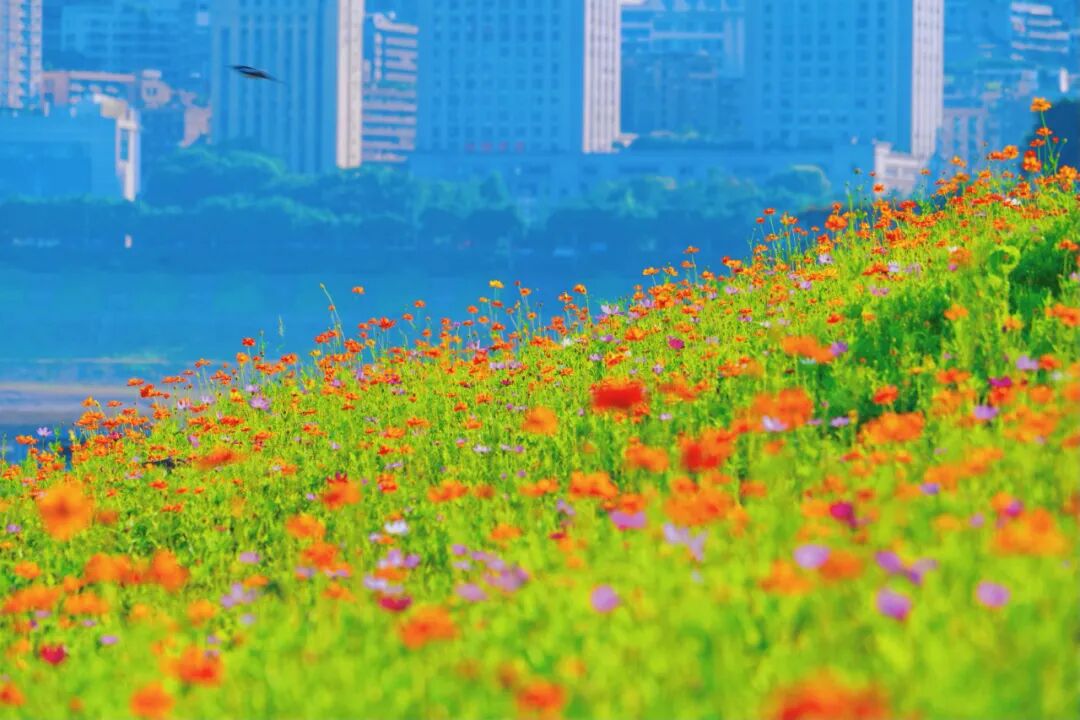 太美了万州江边诞生一草甸花海赶紧去打卡