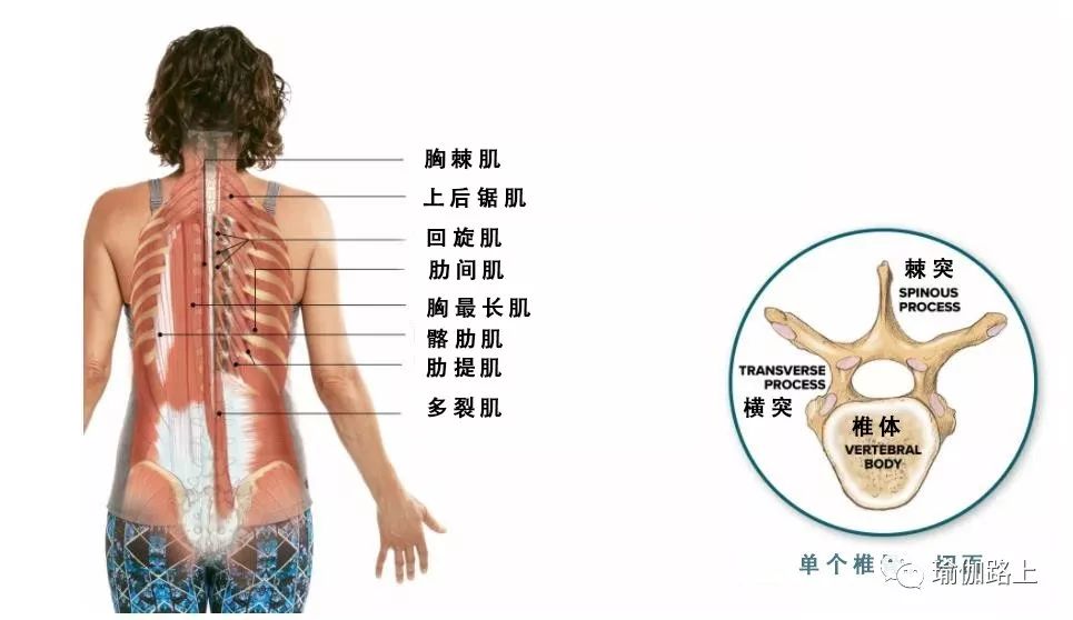 练瑜伽 如何灵活胸椎 使呼吸更加顺畅饱满 收藏级 瑜伽路上 二十次幂