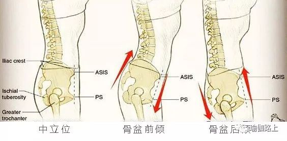 练习瑜伽，5 个基本正位原则一定要知道！（收藏级）