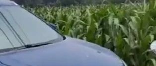 保定玉米地里发生的一幕，被发现后弃车逃跑！