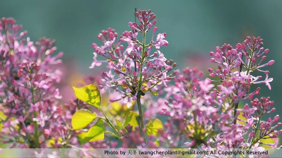 花籃的花兒香_花籃的花兒香廣場舞_花籃的花兒香 迅雷鋪 在線下載