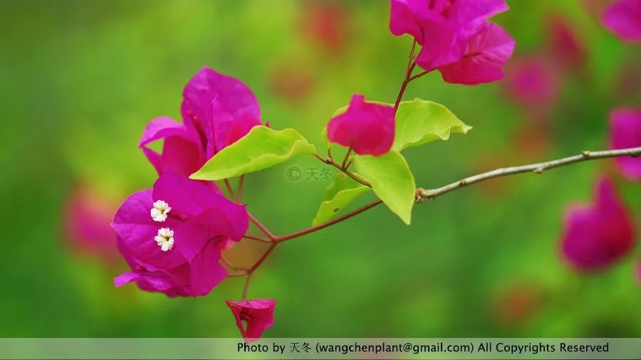 花籃的花兒香廣場舞_花籃的花兒香_花籃的花兒香 迅雷鋪 在線下載