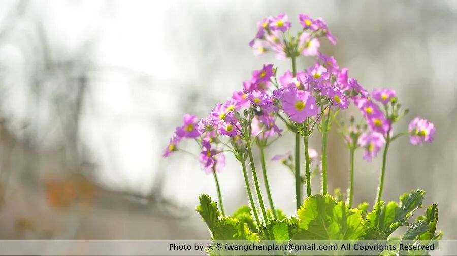 花籃的花兒香_花籃的花兒香廣場舞_花籃的花兒香 迅雷鋪 在線下載