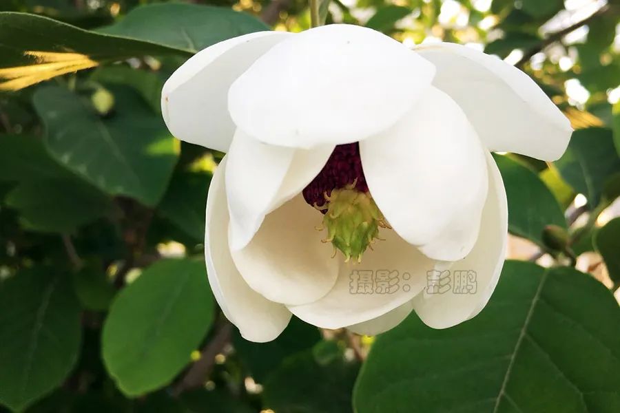 花籃的花兒香廣場舞_花籃的花兒香_花籃的花兒香 迅雷鋪 在線下載