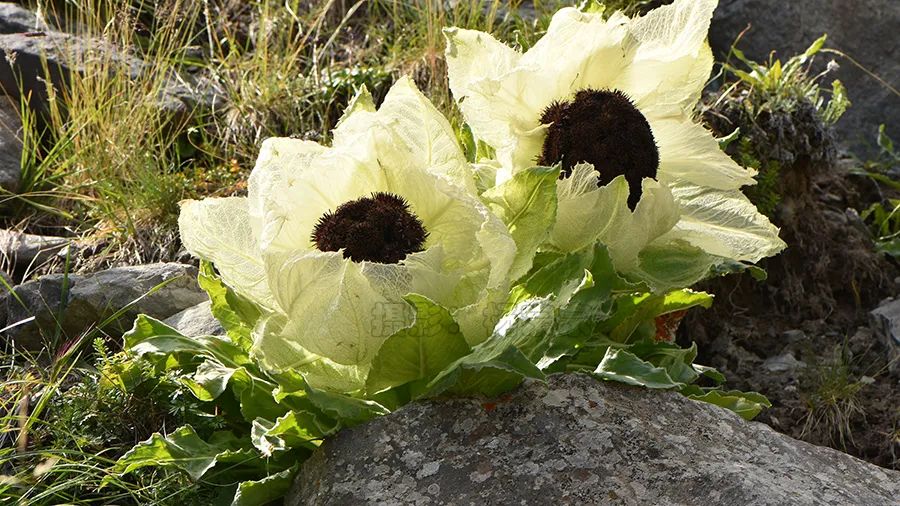 花籃的花兒香_花籃的花兒香 迅雷鋪 在線下載_花籃的花兒香廣場舞