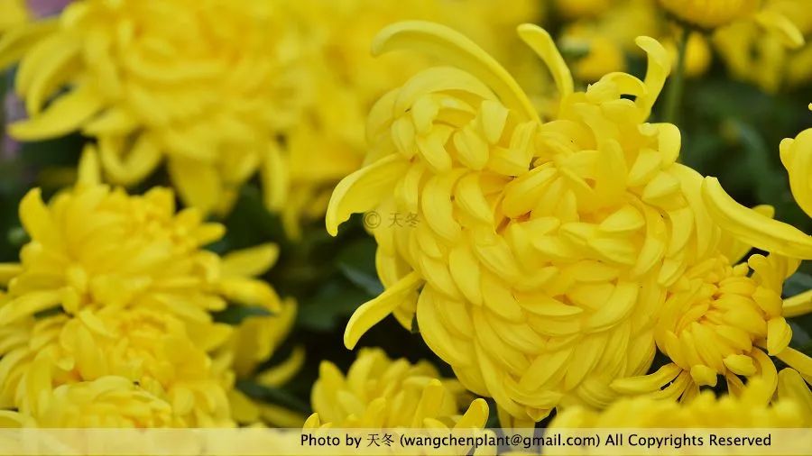 花籃的花兒香廣場舞_花籃的花兒香_花籃的花兒香 迅雷鋪 在線下載