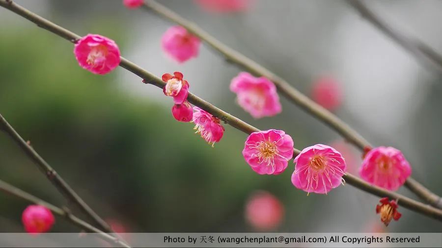 花籃的花兒香_花籃的花兒香廣場舞_花籃的花兒香 迅雷鋪 在線下載