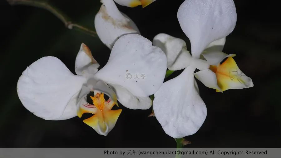 花籃的花兒香_花籃的花兒香廣場舞_花籃的花兒香 迅雷鋪 在線下載