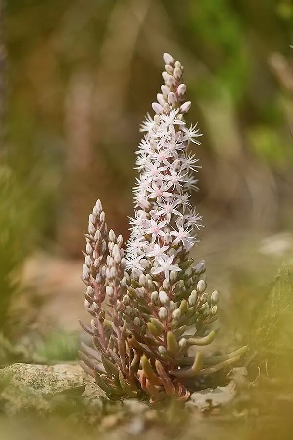 屋顶上开出来的花:瓦松