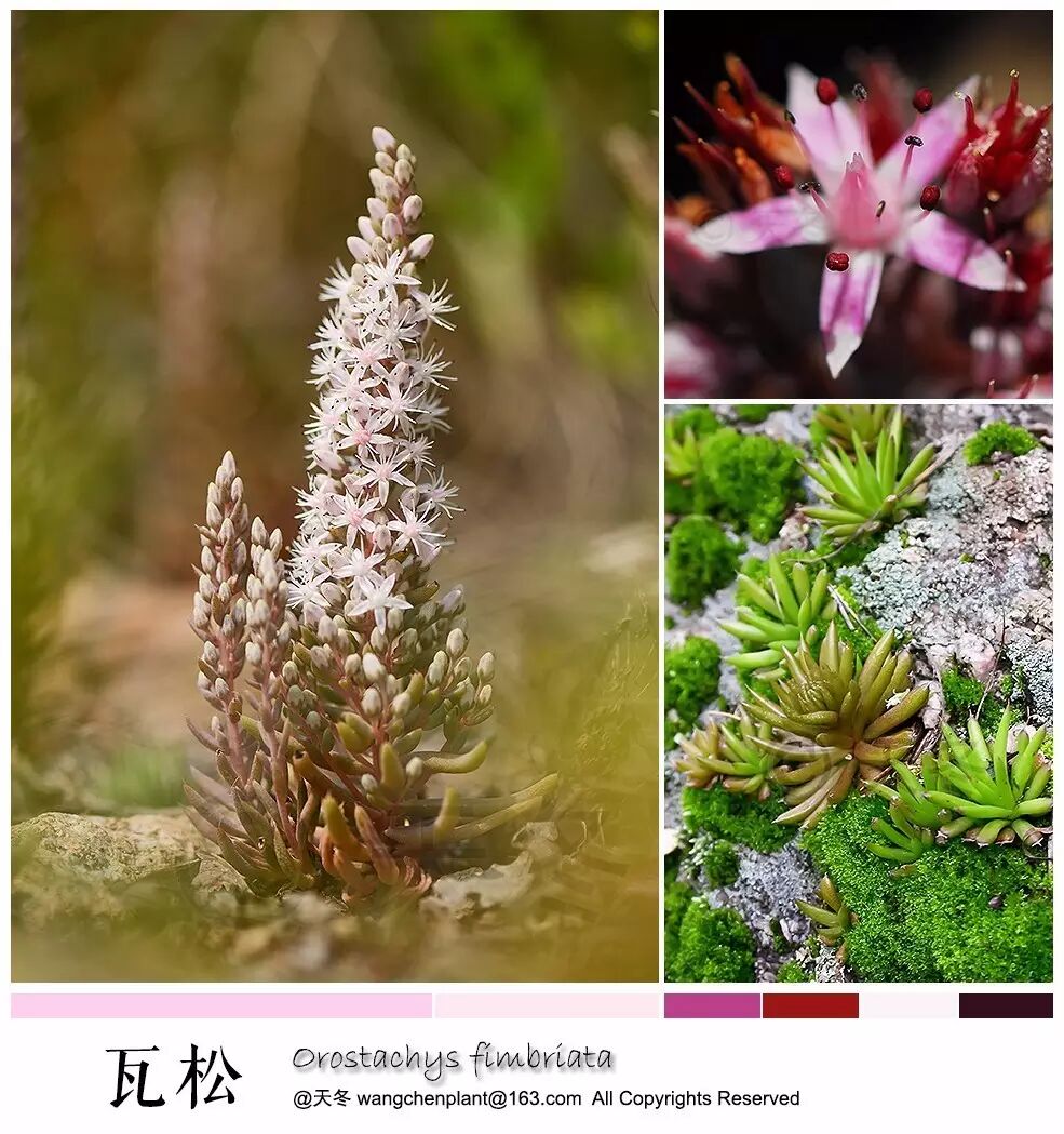 屋顶上开出来的花:瓦松