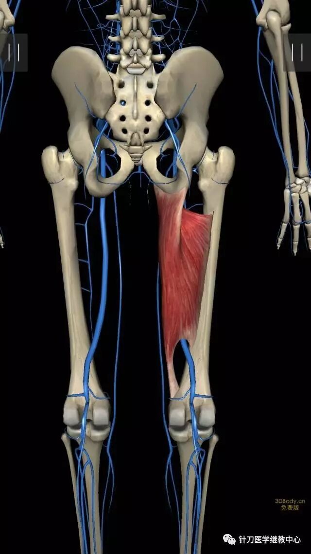 坐骨结节和耻骨支之间,扇形附着于股骨粗线至收肌腱,收肌腱裂